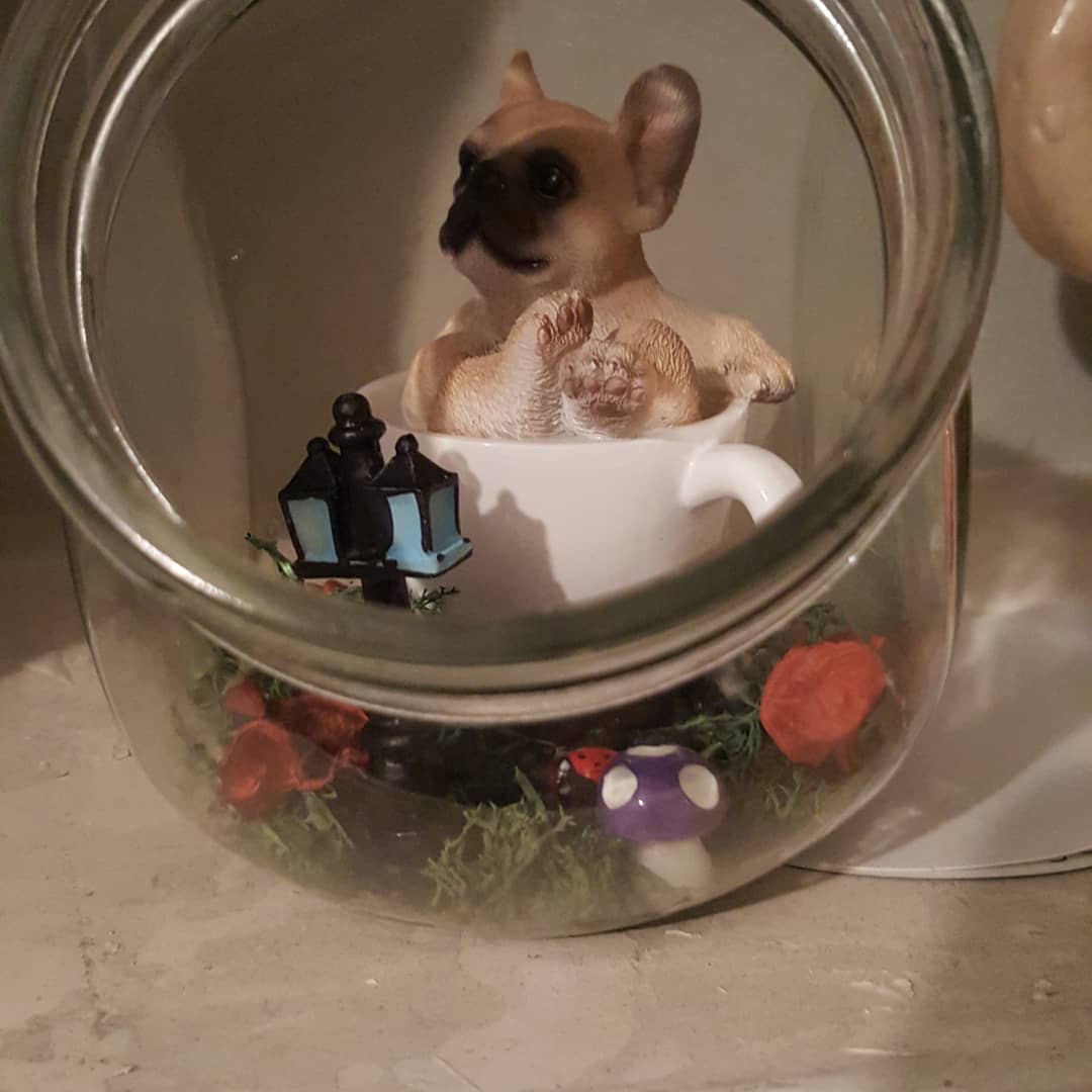 Frenchie Doggy Jars
